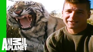 Tigers Make Their First Kill And Prepare For Life In Africa | Living With Tigers by Animal Planet