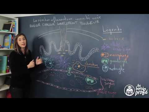 comment renforcer les globules rouges