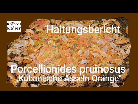 Haltungsbericht Porcellionides pruinosus ORANGE „Kubanische Assel"