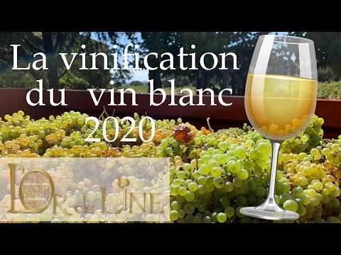 La vinification de notre blanc 2020