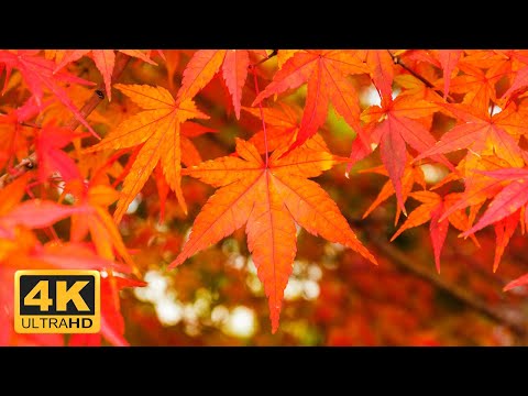 11 HOURS of 4K Enchanting Autumn Nature Scenes + Relaxing Piano Music for Stress Relief