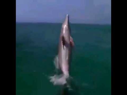 Dancing Dolphin