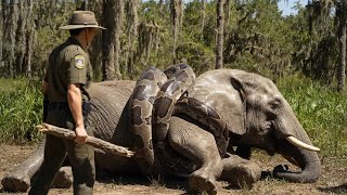 Download lagu Animal rescue: mother elephant attacked by giant python, baby elephant calls for rescue mp3