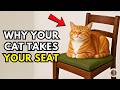 If Your Cat Takes Your Seat, They’re Trying to Tell You This...