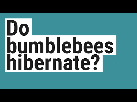Do bumblebees hibernate?