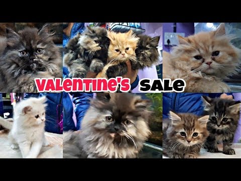 Persian Cats| Pure Punch Face And doll face Kittens | Valentine Special Sale | Gift ur Luv 1s..