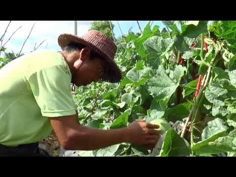Watch Upgrading the Melon Value Chain in Myanmar on YouTube