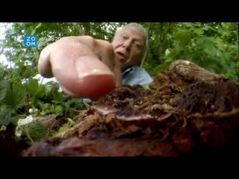 Prima ZOOM - Co se děje v trávě