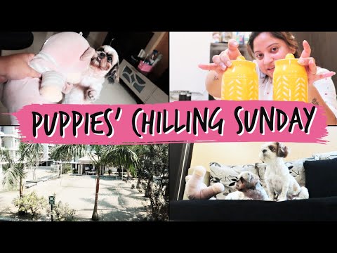 First Sunday For Puppies at New House | What Did I Shop For My New Apartment