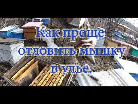 МЫШЬ В УЛЬЕ!!! КАК ЕЁ ОТЛОВИТЬ???🔥🔥🔥