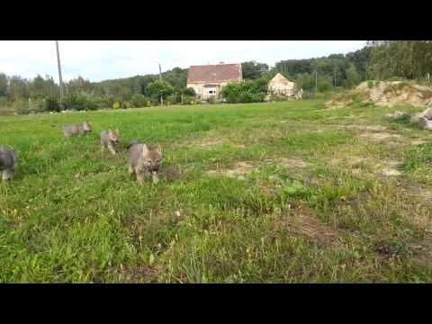 2014.09.09 - ''I II' z Peronówki - Ceskoslovensky Vlcak