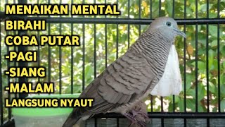 Download lagu Perkutut Lokal Gacor Suara Super Kristal - Pancingan Malas Bunyi  (99%AMPUH BANGET) mp3