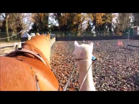 Talina Lorei Langzügel mit Alpaka