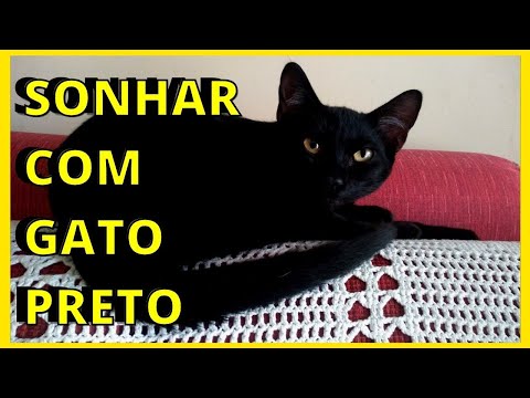 SONHAR com GATO preto I O QUE SIGNIFICA?