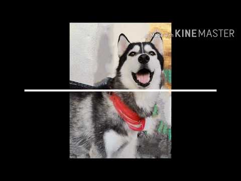 My Siberian Husky Ashira Survived from Ehrlichia ( Ehrlichiosis ) 🥰🥰🥰😇😇😇 (pls subscribe👍)