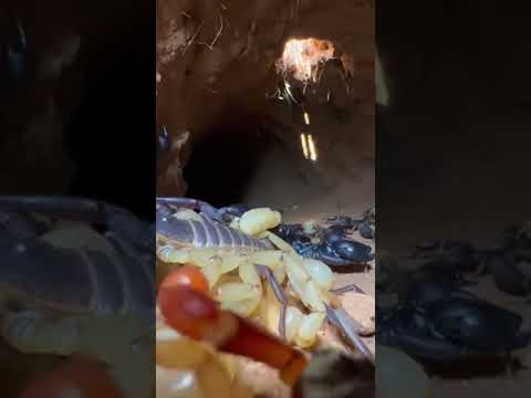 MINICAMARA A UN ESCORPIÓN 🦂😱 #ytshorts #like #escorpion #cueva #escorpiones #camara #animales