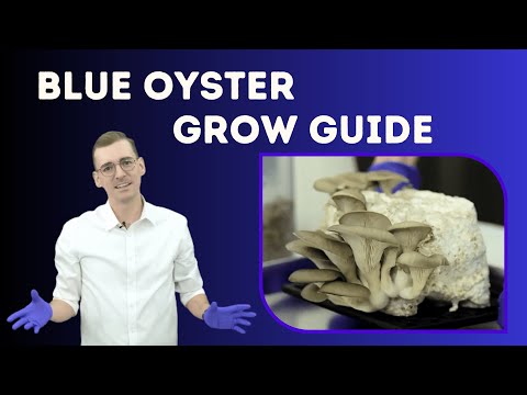Blue Oyster Mushroom Harvest & Grow Guide | Tips, Temps, and Fun Facts