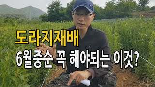 도라지재배시 6월중순이후 꼭 해야되는 작업은? 장생도라지 키우기 / 도라지농사 꽃대제거 해야되는 이유