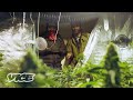 How Amsterdam Weed Dealers Get Around The 500g Limit WEEDIQUETTE