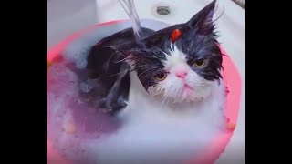 Cachorro e gato animados