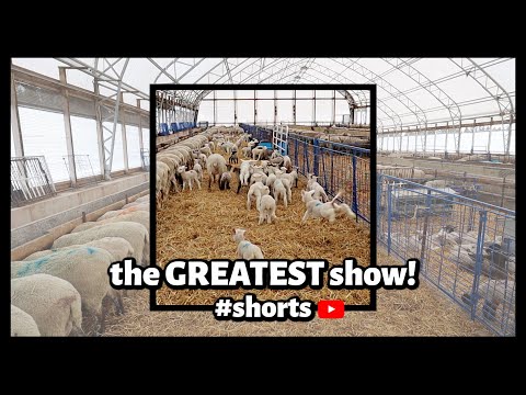 , title : '#shorts | Sheepishly Me SHORTS | LAMB ZOOMIES!!!'