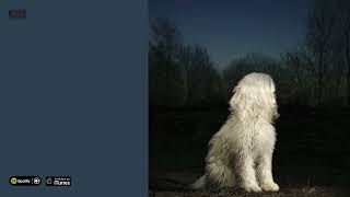 Juana Molina   DOGA  (2025) Full Album