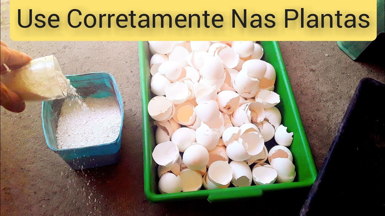 Farinha da casca do ovo Como usar nas Plantas