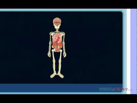 Human body systems - English ESL video lesson