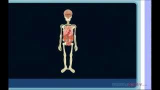 Human Body Lesson for Kids | Learn about the Human Body