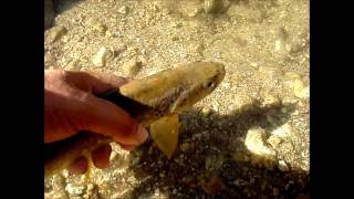 Practica Captura y Suelta