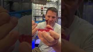 Blood vs brown snake venom equals…