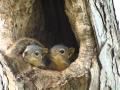 Baby squirrels in nest
