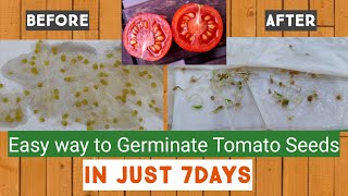 How to germinate Tomato seeds in paper towel
