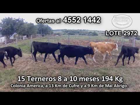 Lote 15 Terneros 5 KIWI/ AA - 4 HE/ AA - 2 HE- 2 KIWI - 1 AA- 1 RA/ KIWI 194 Kgkg -  en Colonia America, a 13 Km de Cufre y a 9 Km de Mal Abrigo.