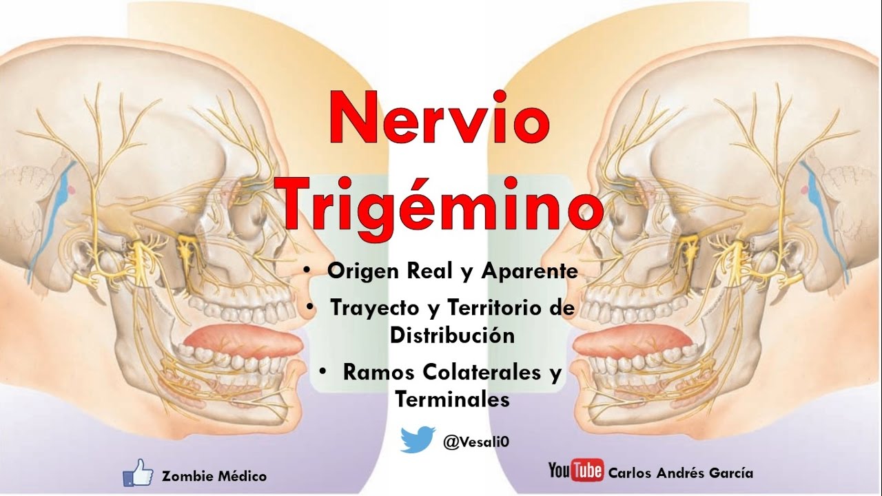 Anatomía - Nervio Trigémino (Ganglios, Ramos Oftálmico, Maxilar y Mandibular)