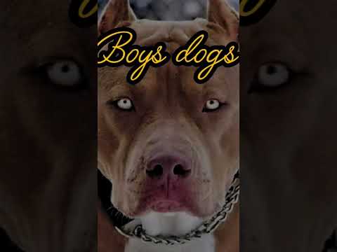 dogs vs dogs #competition