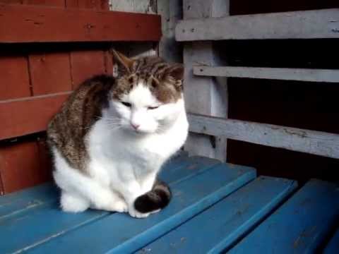 Funny: "Talking Cat" Nahla vs Max