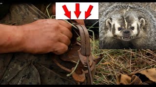 Как капканом ловить борсука