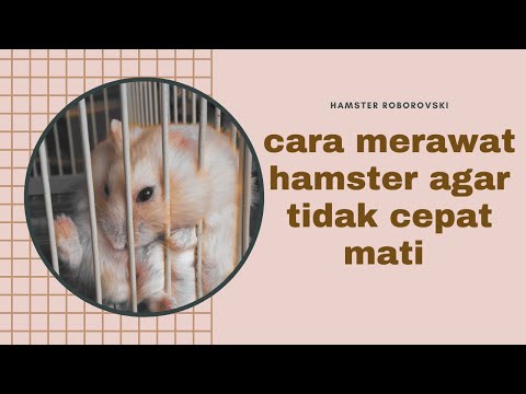 TIPS MERAWAT HAMSTER AGAR TIDAK CEPAT MATI