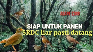 Download lagu Bikin emosi!!! SUARA PIKAT BURUNG SRDC pasti langsung di sambar mp3
