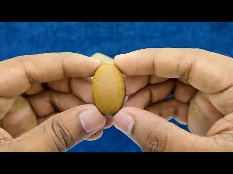 Tridev Mahadeva Natural Swaym Siddh Shivapuja Set video