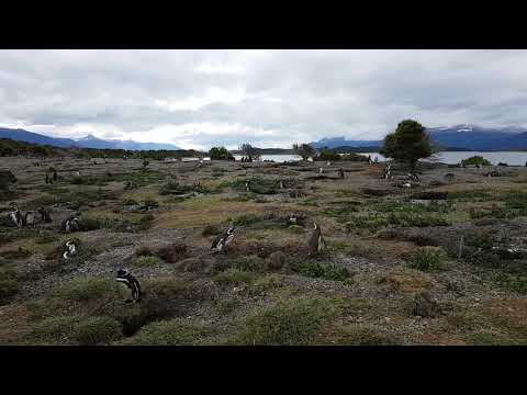 Magellan-Pinguine in Feuerland