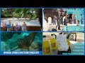 Walt Disney World Orlando 2017 Vlog 26 Amazing Day At Seaworld Dolphins Penguins More