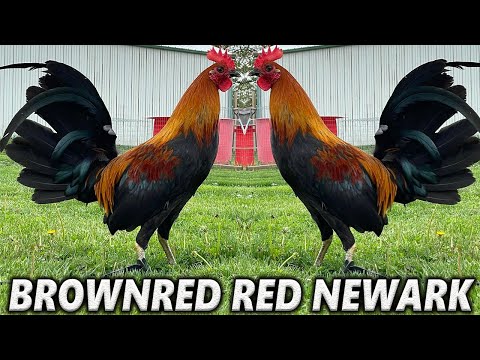 Brownred Col Givens Hatch Dan Gray Roundhead Asil - Red Newark Farm Beautiful Birds