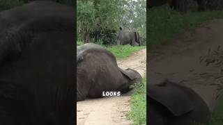 These Animals Got Drunk After Eating THIS Fruit #shorts #marula