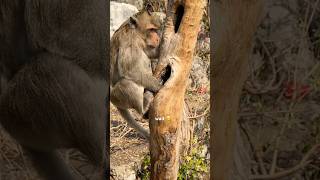 Download lagu Watch end 🤣 #funnyvideo #comedy #gb101 #gawbejalicaca mp3