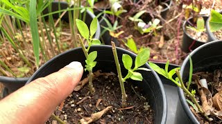 Growing NIGHT-BLOOMING JASMINE = CESTRUM NOCTURNUM (from cuttings)