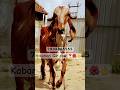 Kabari Gir Cow ️ Gircow
