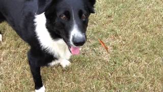 Why my dogs don't jump anymore