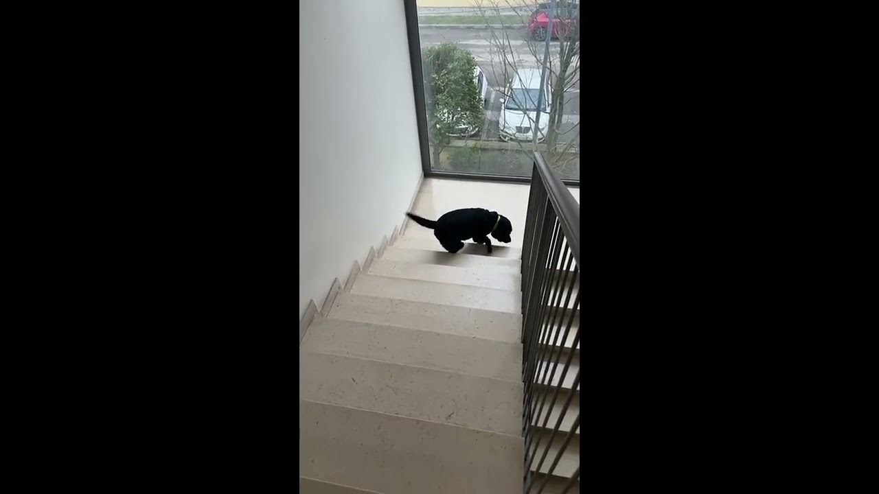 Dog Climbs Stairs Backwards || ViralHog
